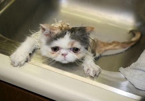 고양) 고영이는 고양고양 고영해 (데이터 주의)_13.jpg