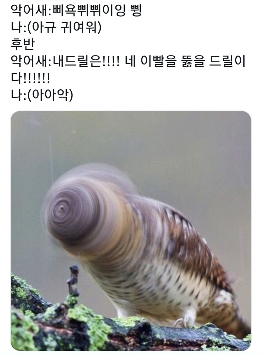 진화) 요즘 악어새 근황_1.jpg