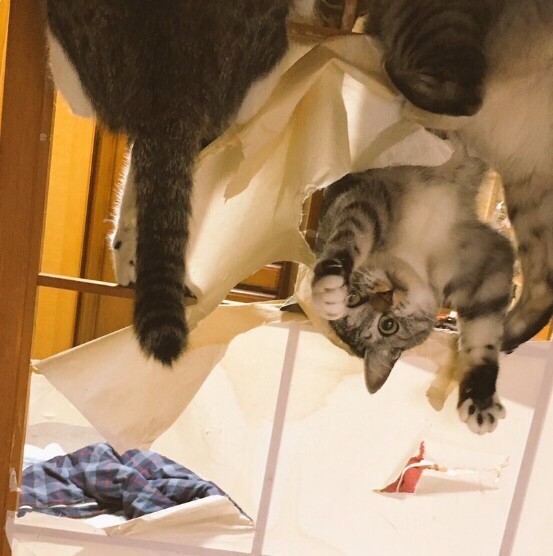 창호지 있는 집에서 고양이들 키우면 일어나는 일_2.jpg