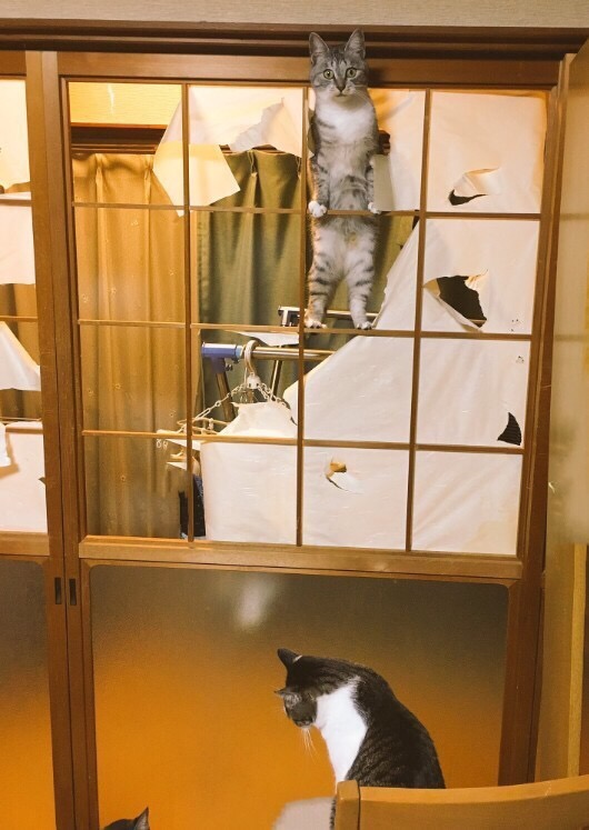 창호지 있는 집에서 고양이들 키우면 일어나는 일_3.jpg