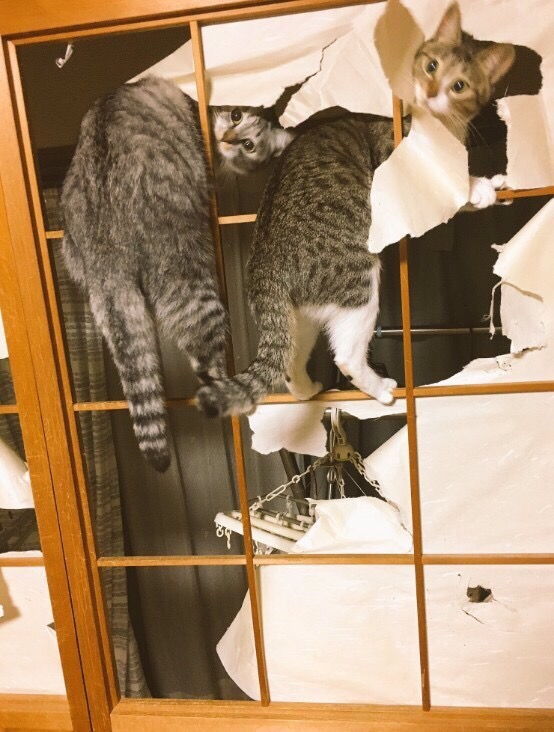 창호지 있는 집에서 고양이들 키우면 일어나는 일_4.jpg