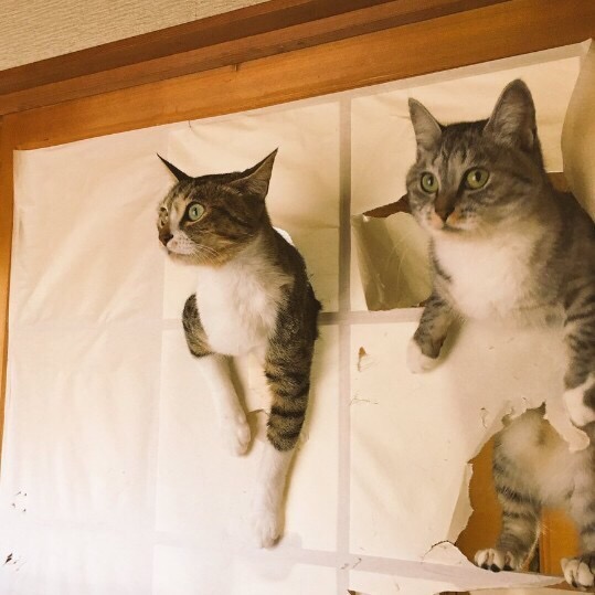 창호지 있는 집에서 고양이들 키우면 일어나는 일_5.jpg