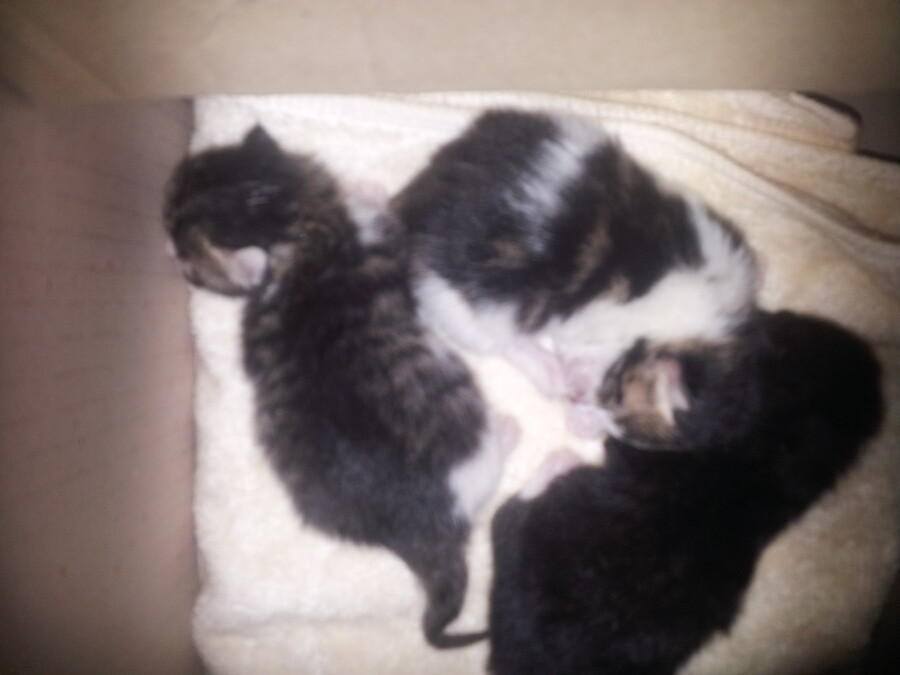 [인디팀] '쿠키냥' 간단히 즐기는 3매치 퍼즐 게임_6.jpg