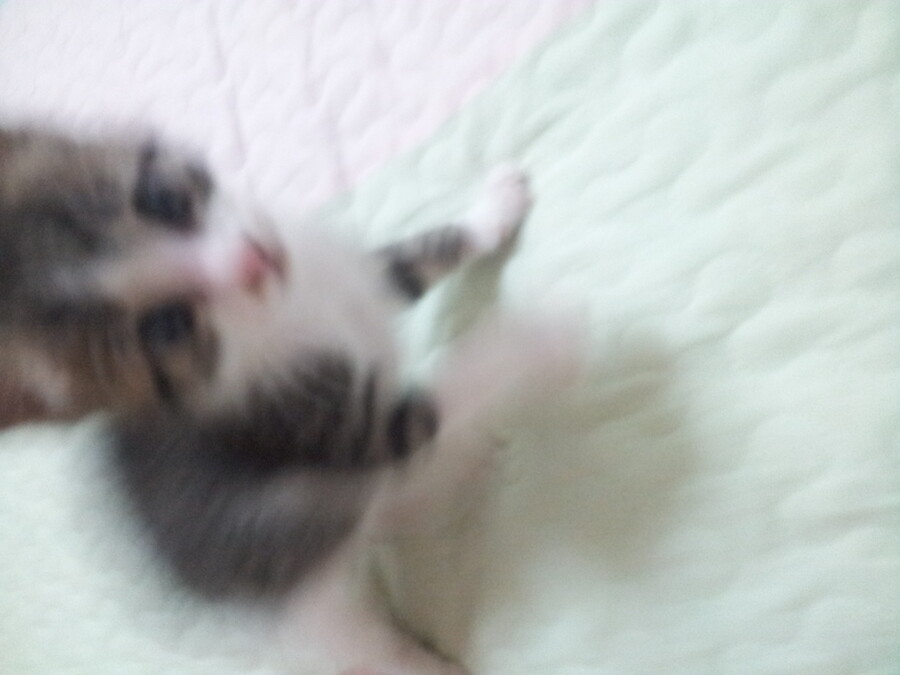 [인디팀] '쿠키냥' 간단히 즐기는 3매치 퍼즐 게임_8.jpg