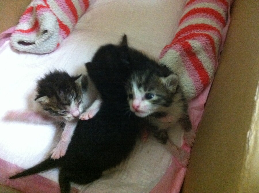 [인디팀] '쿠키냥' 간단히 즐기는 3매치 퍼즐 게임_9.jpg