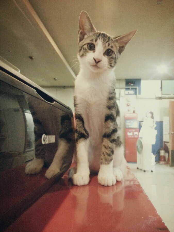 [인디팀] '쿠키냥' 간단히 즐기는 3매치 퍼즐 게임_10.jpg