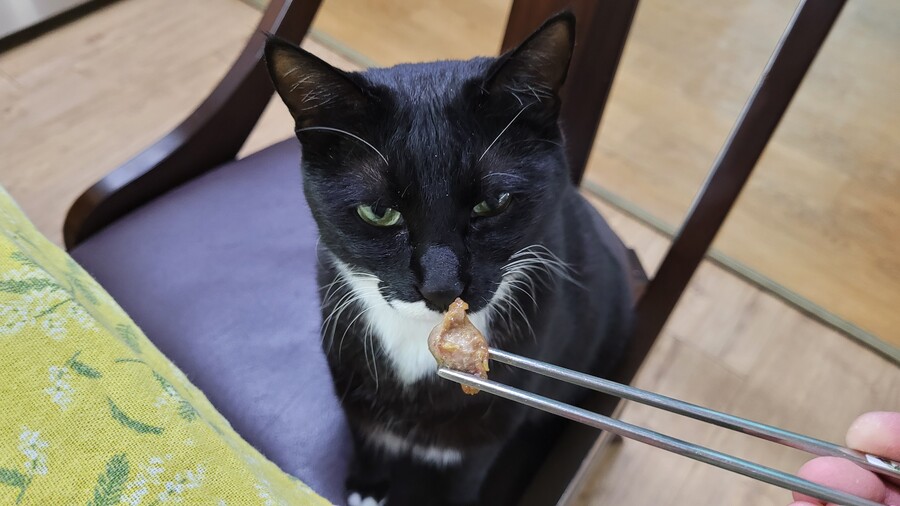 야옹이랑 먹는 닭똥집볶음_13.jpg