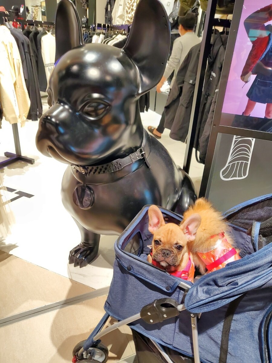 장군이 프렌치불독