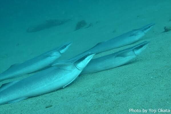 더는 헤엄을 치지 않는 빨판상어들의 최후.jpg_1.jpg