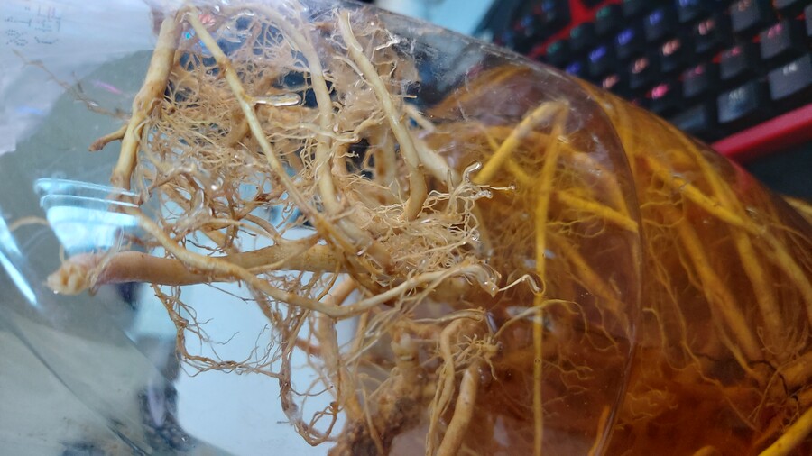 Q) 약초술 얻어왓는데, 무슨 뿌리인지 아는 유게이 있음?_1.jpg