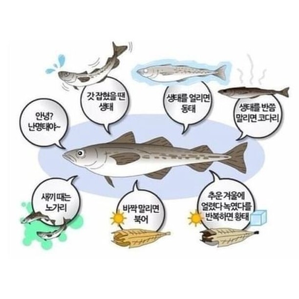K이브이