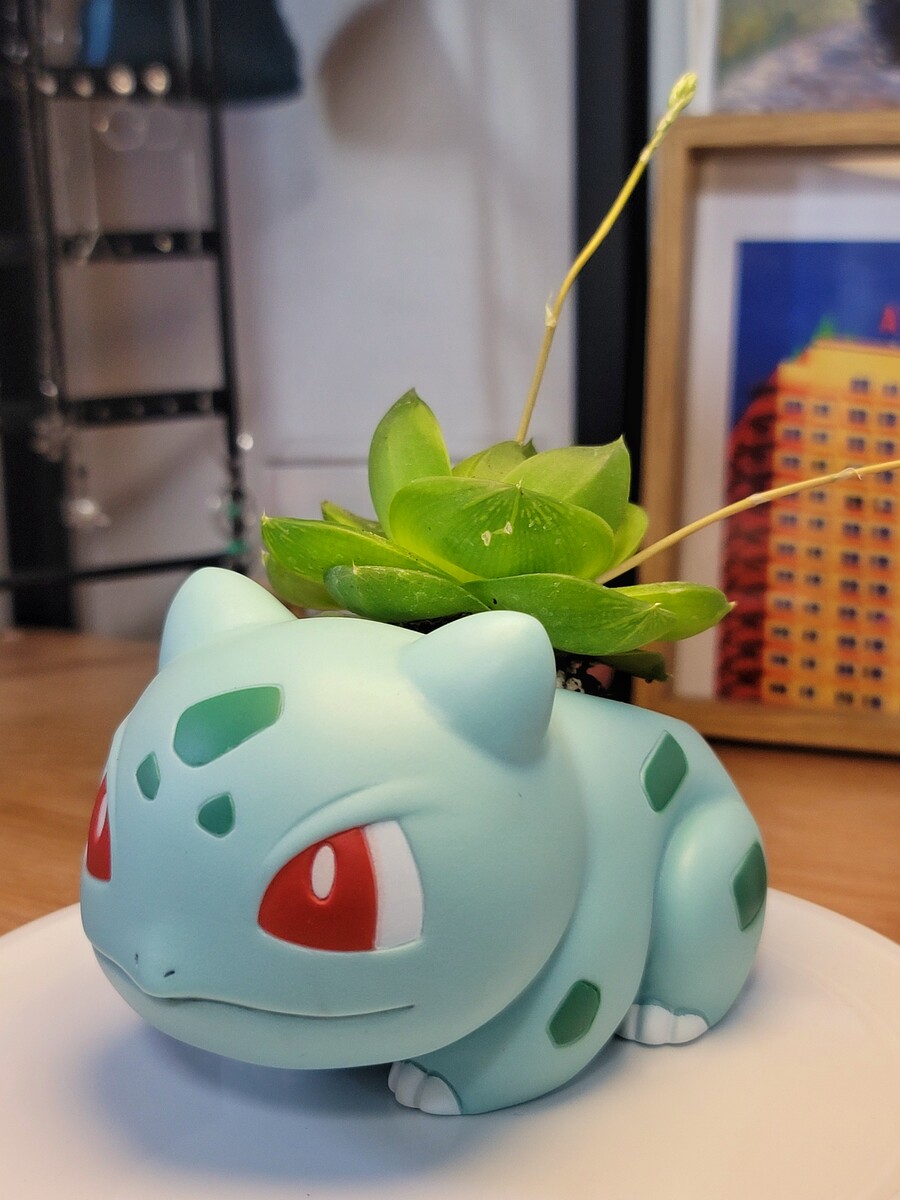 이상해씨 다육식물 화분 만들기_4.jpg