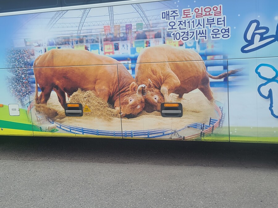 너네 황소 얼마나 큰줄 아냐? | 유머 게시판 너네 황소 얼마나 큰줄 아냐? | 유머 게시판 | 루리웹