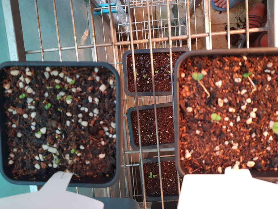 바질파종 그리고 네펜데스 근황_1.jpg