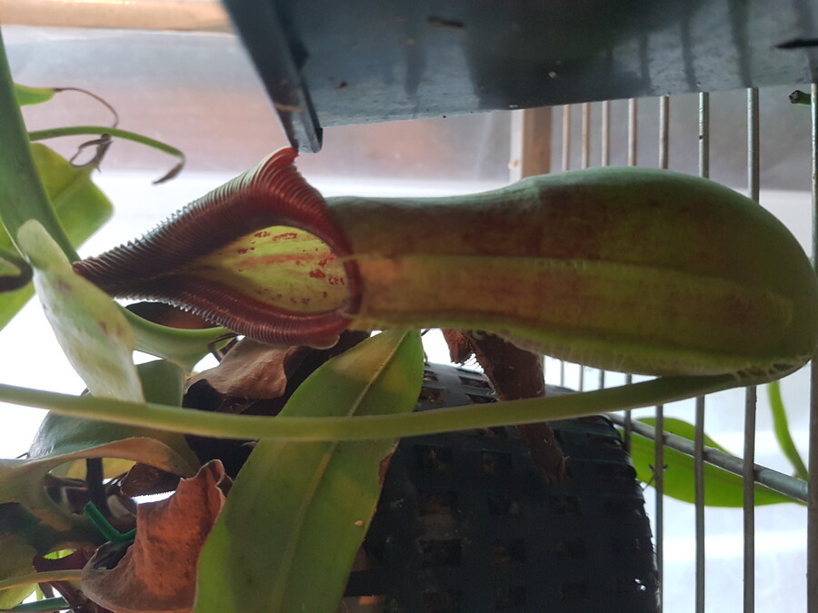 바질파종 그리고 네펜데스 근황_6.jpg