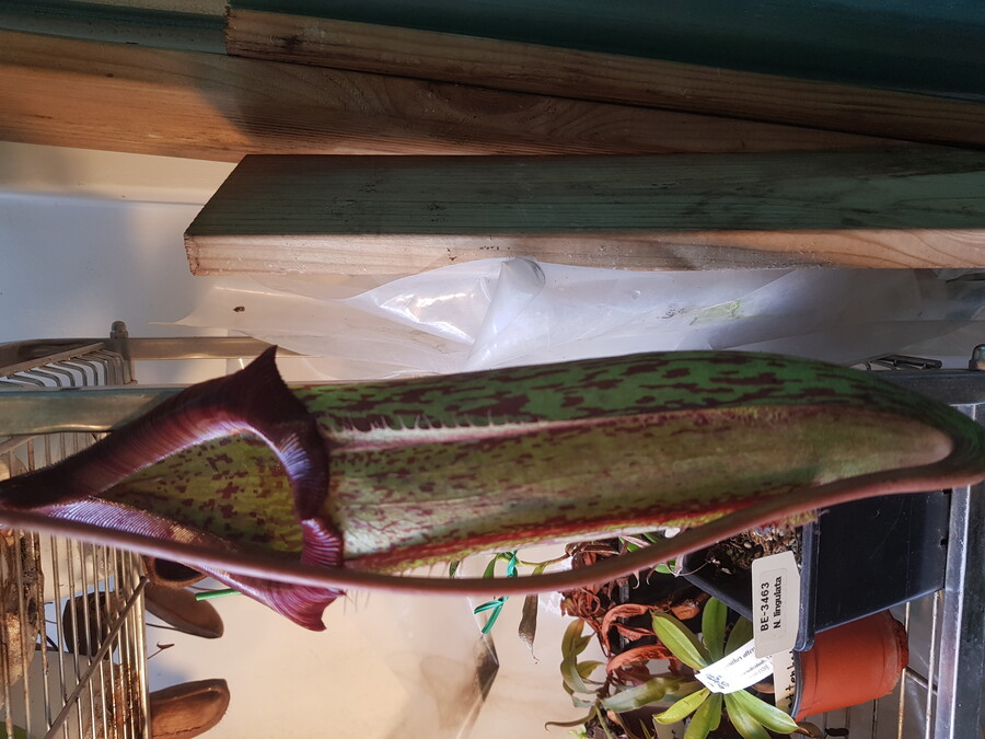 바질파종 그리고 네펜데스 근황_8.jpg