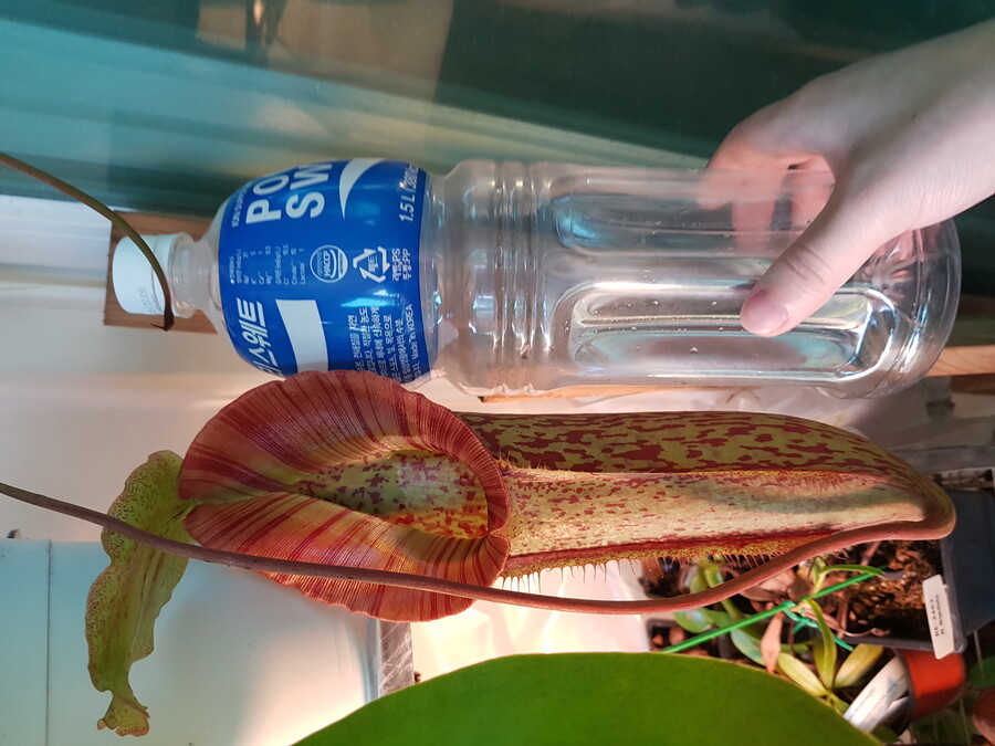 바질파종 그리고 네펜데스 근황_7.jpg