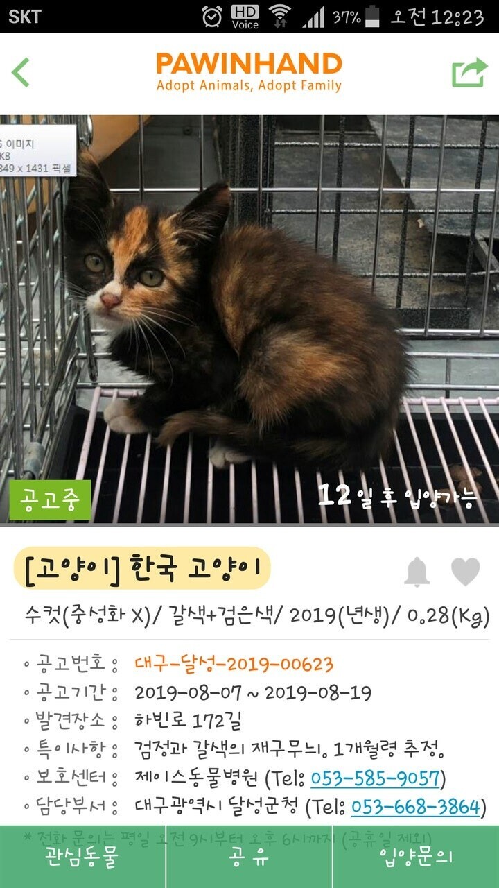 분양가 최소 5천만원 추정 한국 고양이 JPG_1.jpg