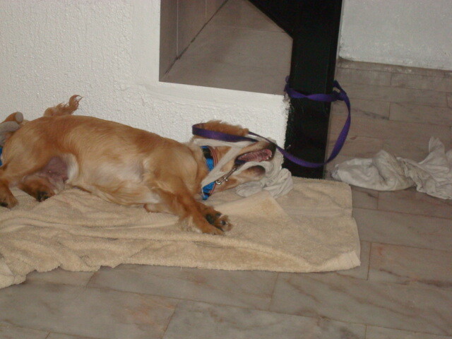 우리집 댕댕이 아기때 사진_4.jpg