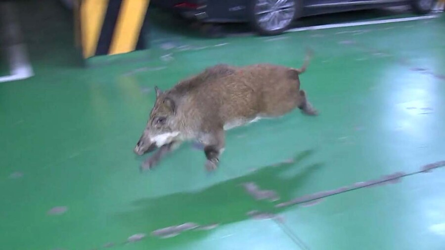 서울)시골 지방에서는 보기 힘든 것_1.jpeg