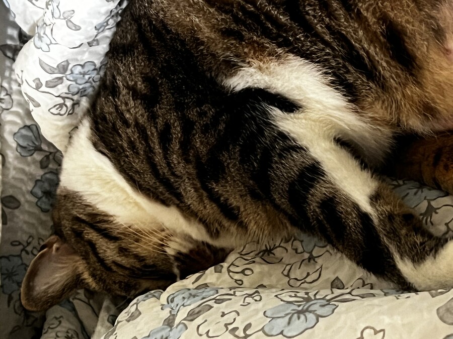 불법) 진동음이 들릴일 없는 침대에서 자꾸 진동소리가 들리길래 뭔가 헀더니_3.jpg