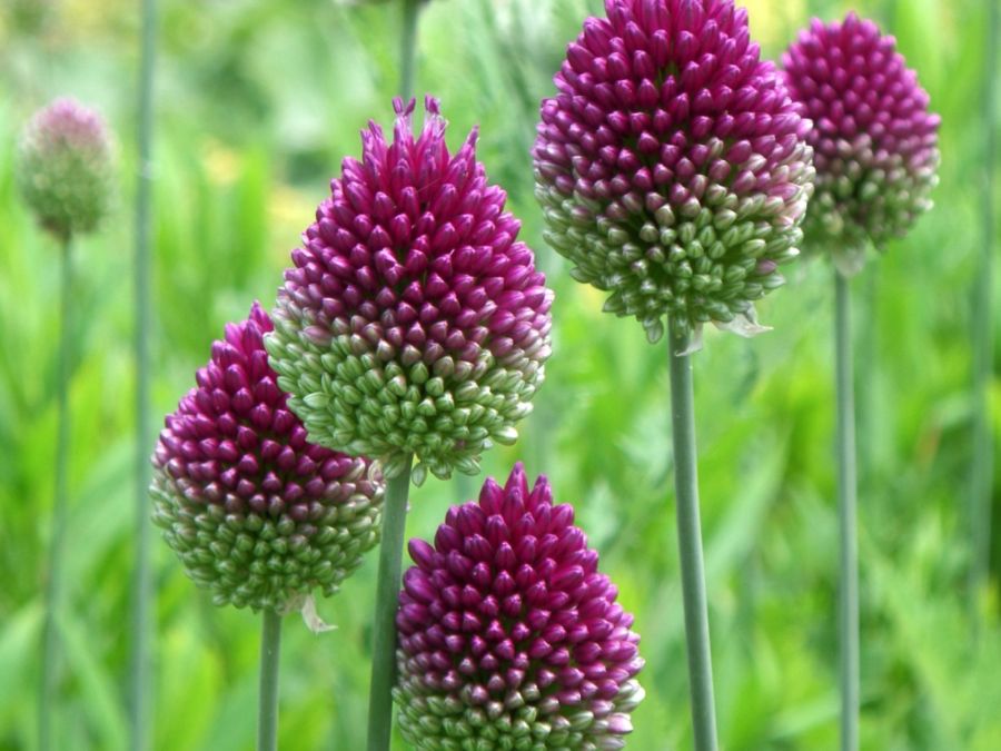 purple-drumstick-alliums.jpg