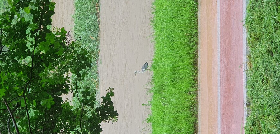 홍수난 동네 하천 근황_1.jpg