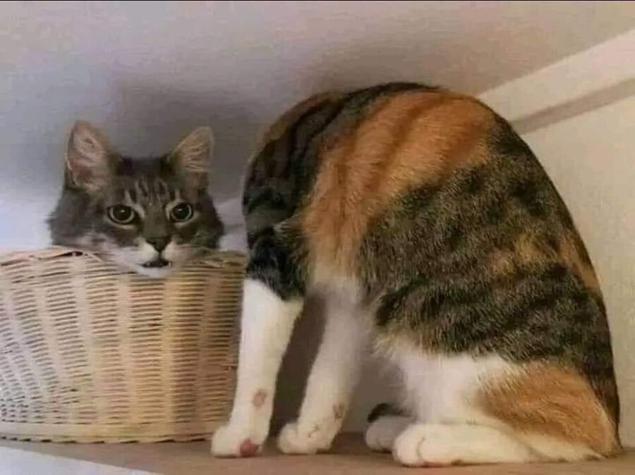 공장장) 캬루공, 어찌하여_2.jpg