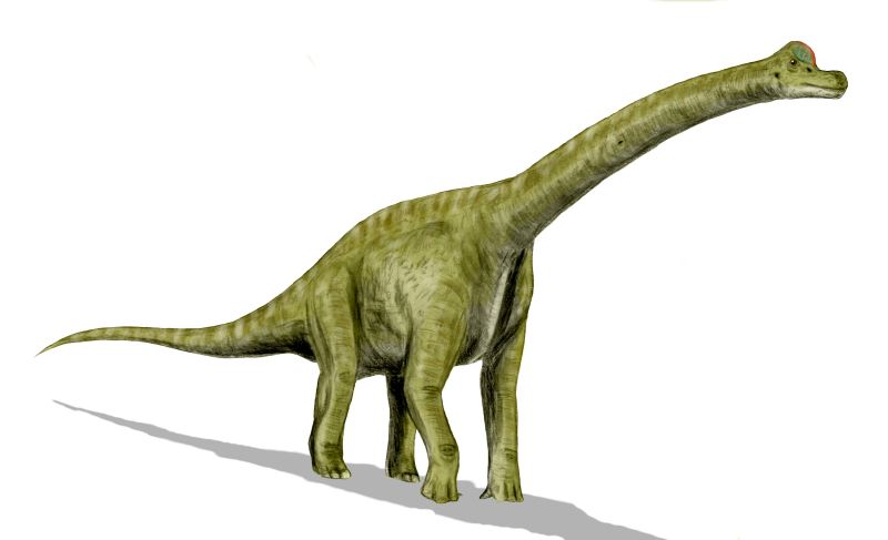 Brachiosaurus_BW.jpg