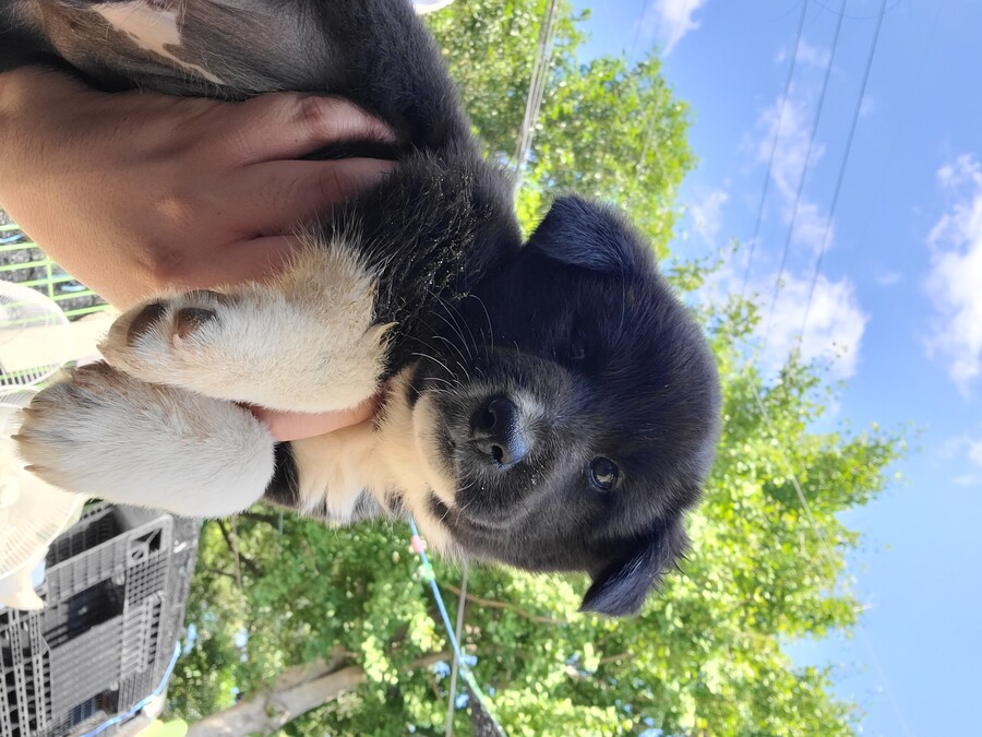 마당에서 키운 수박 한번 보구가요. jpg_5.jpg