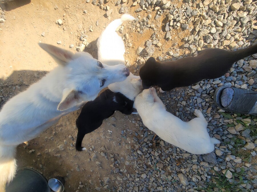 마당에서 키운 수박 한번 보구가요. jpg_10.jpg