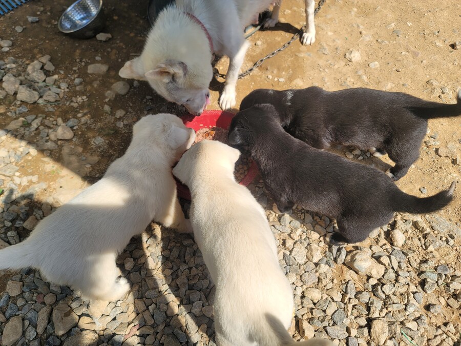 마당에서 키운 수박 한번 보구가요. jpg_8.jpg