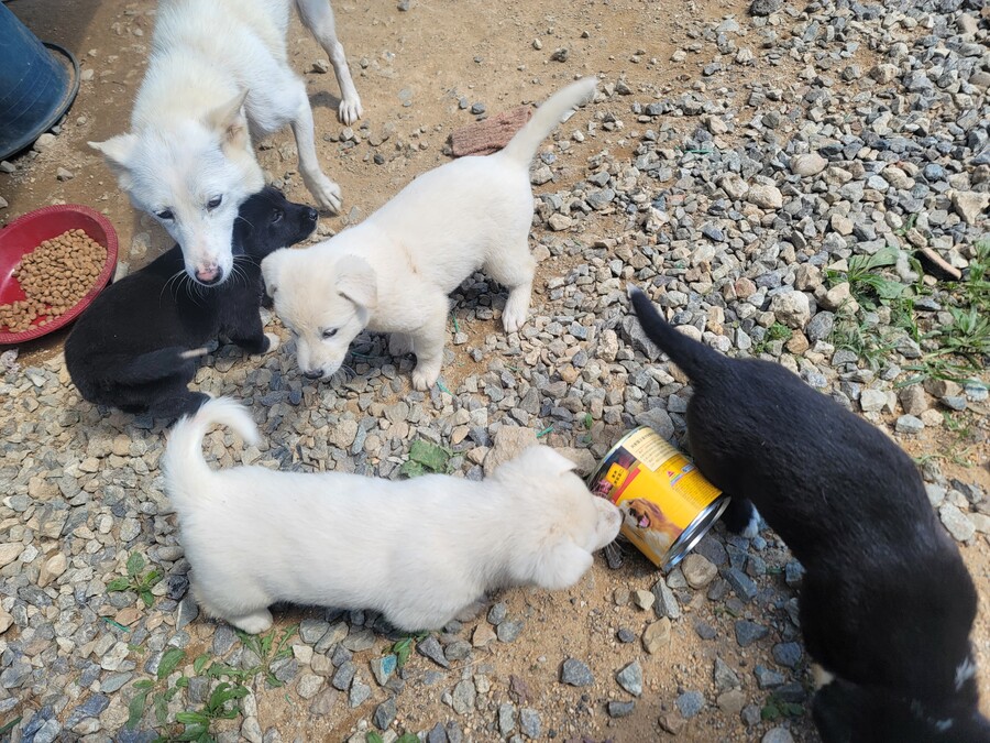 마당에서 키운 수박 한번 보구가요. jpg_6.jpg