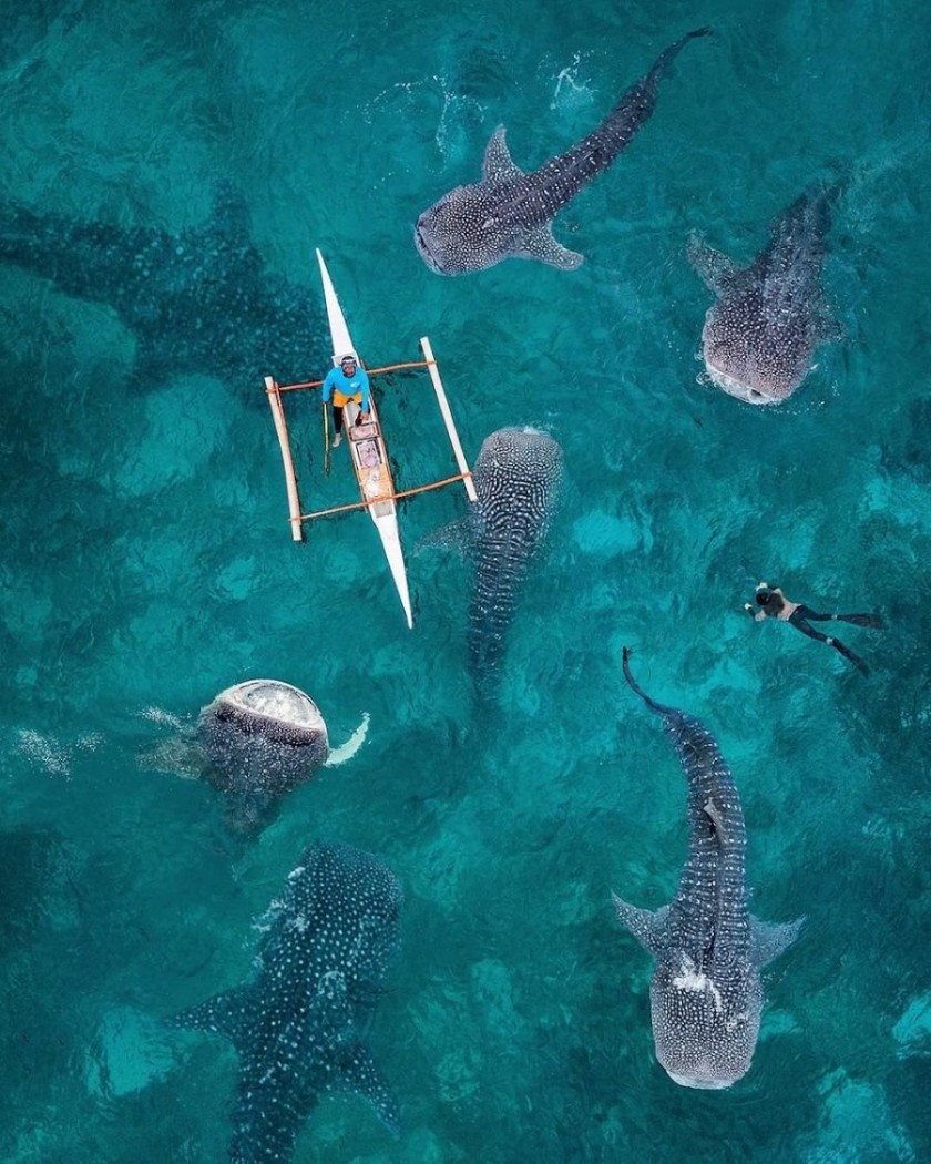 고래상어의 놀라운 사실