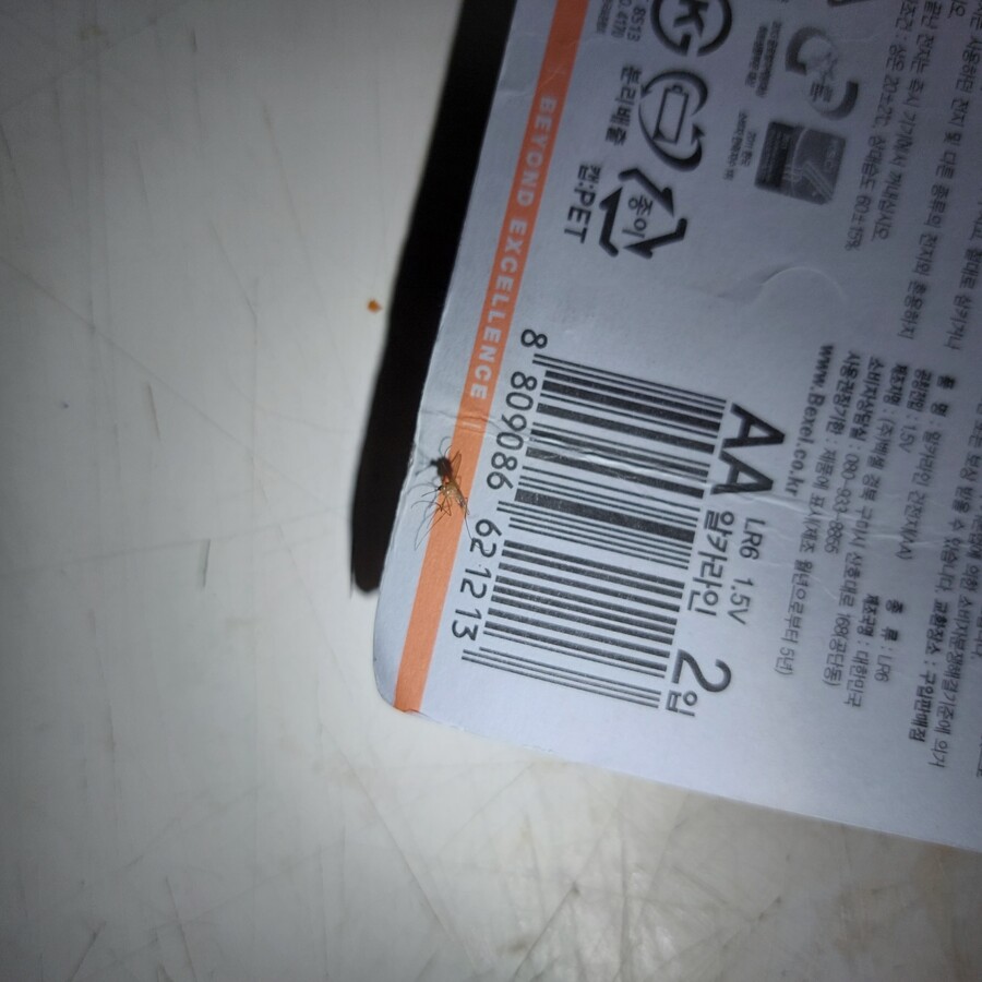 모기) 어제 오늘 잡은 모기들_2.jpg