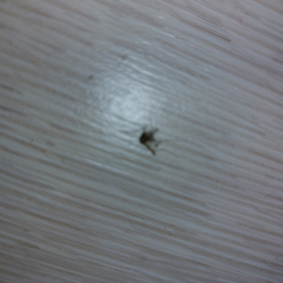 모기) 어제 오늘 잡은 모기들_4.jpg