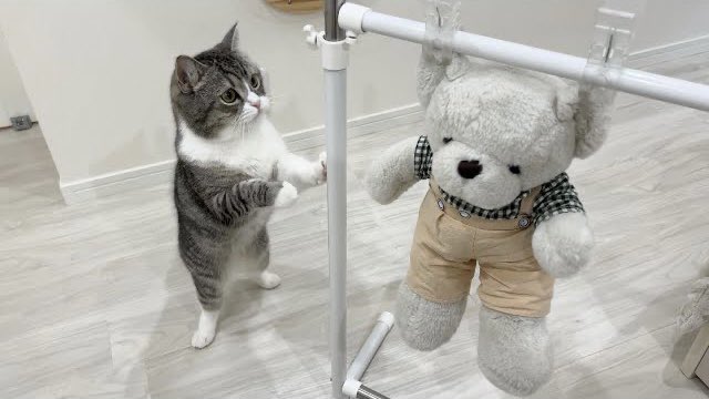 고양이: 왜 내 인형 고문하냐?🐱_1.jpg