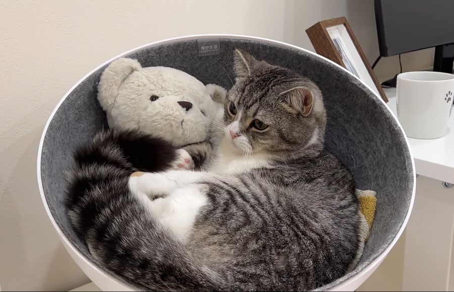 고양이: 왜 내 인형 고문하냐?🐱_3.jpg