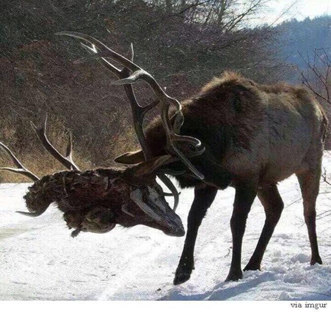 혐주의) ㄹㅇ 실존하는 죽은 자의 저주_3.jpg
