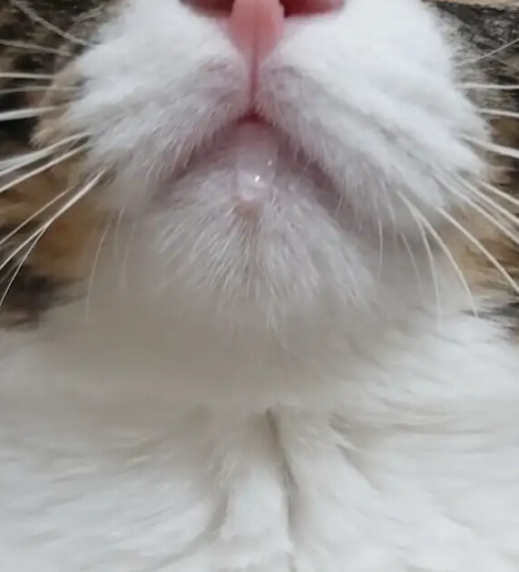 침 흘리는 떼껄룩_3.png