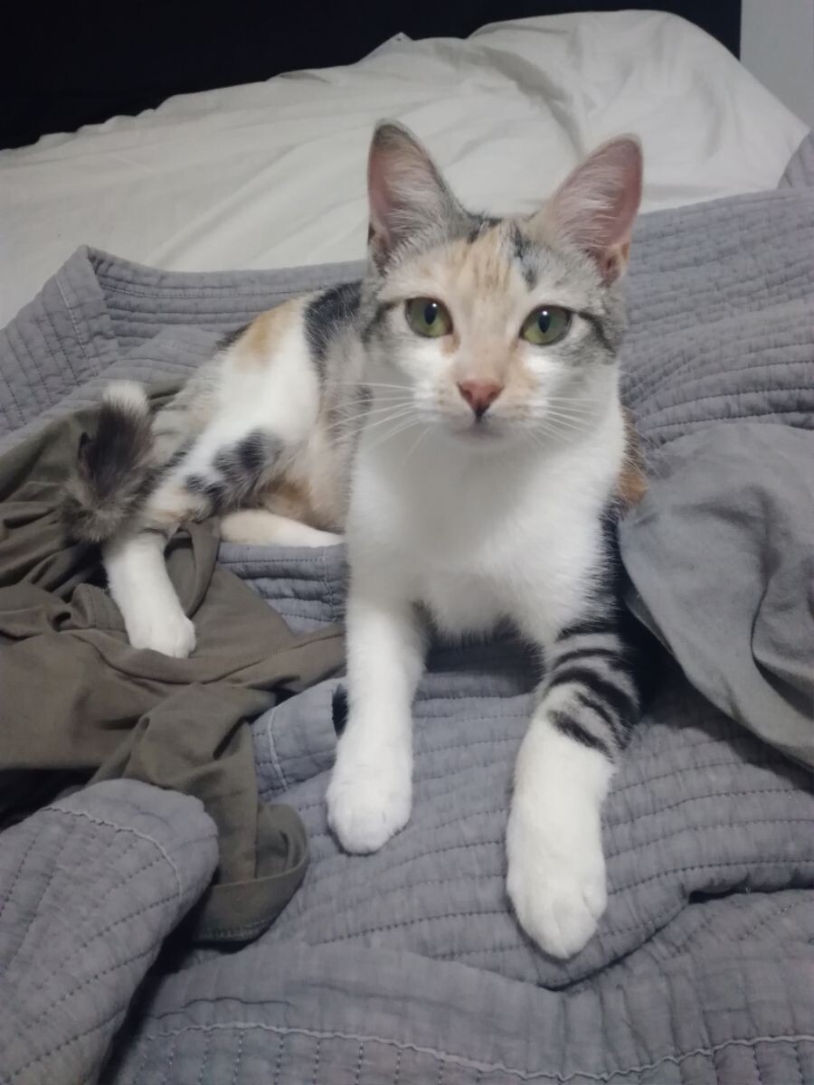 길냥이를 주운 유게이_1.jpg