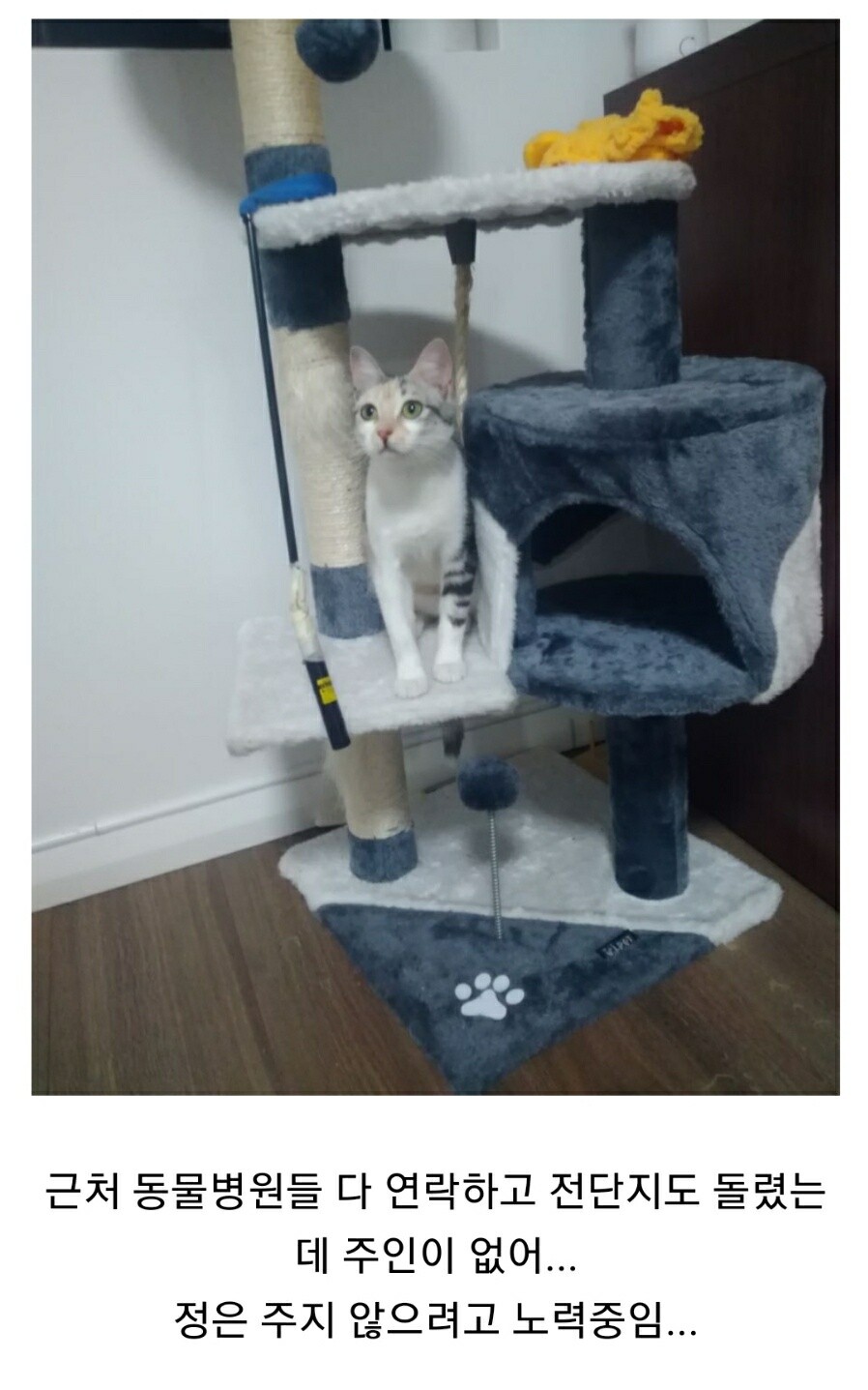 길냥이를 주운 유게이_2.jpg