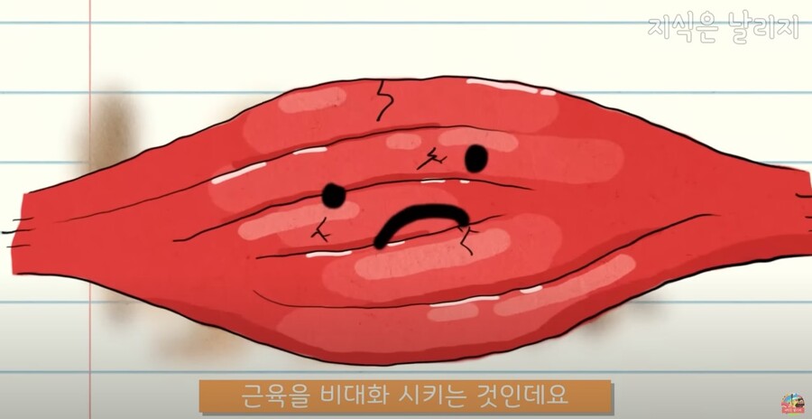 동물과 인간의 근육 차이점.JPG_21.jpg