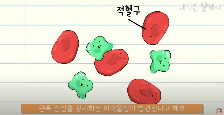 동물과 인간의 근육 차이점.JPG_30.jpg