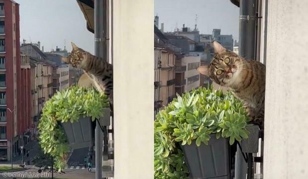 옆집 고양이가 자꾸 훔쳐봐서 곤란함.jpg_1.jpg