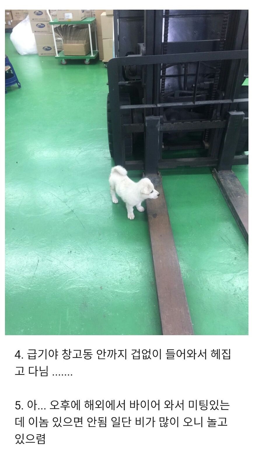 길에서 만난 댕댕이가 회사에 쳐들어옴.jpg_2.jpg