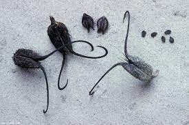 홀티아의 모티브로 추정되는 것_2.jpg