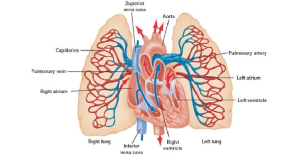 Arterial-Supply-Venous-Drainage-Of-Lung.jpg