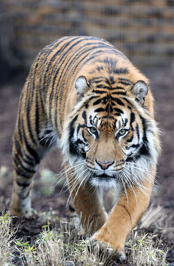 중세 유럽을 공포에 빠트린 인류의 적 "늑대"_11.jpg