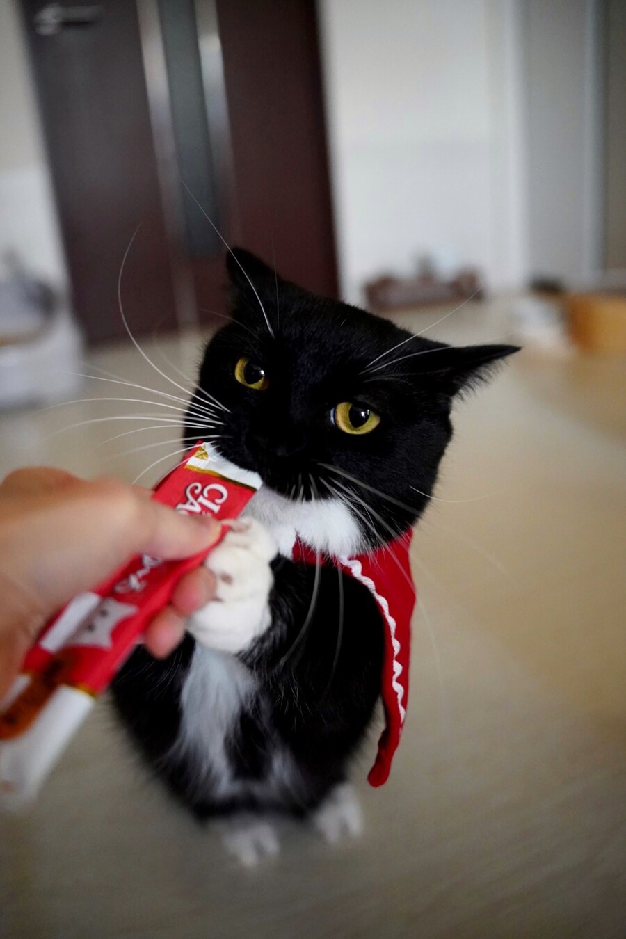 빨간 망토 약간 하얀 고양이🐈 | 유머 게시판 | RULIWEB 빨간 망토 약간 하얀 고양이🐈 | 유머 게시판 | 루리웹